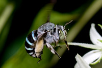 Blue-banded Bee