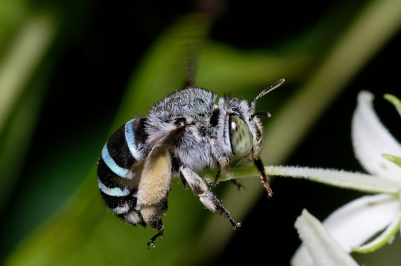Blue-banded Bee