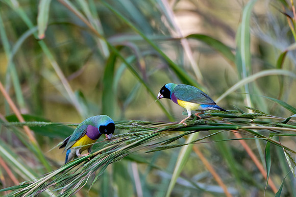 Gouldian Finches