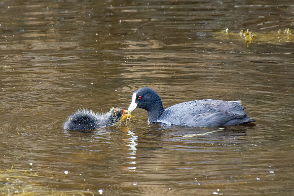 Eurasian coot