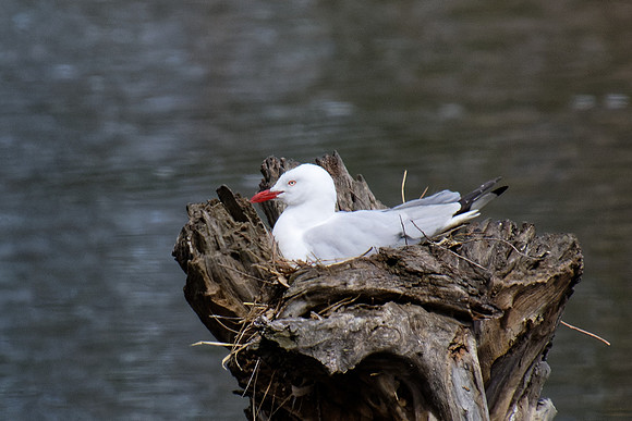 Silver Gull