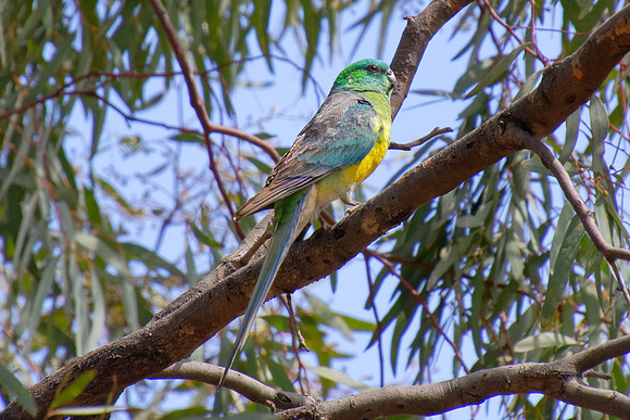 Red-rumped Parrot