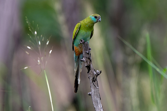 Hooded Parrot
