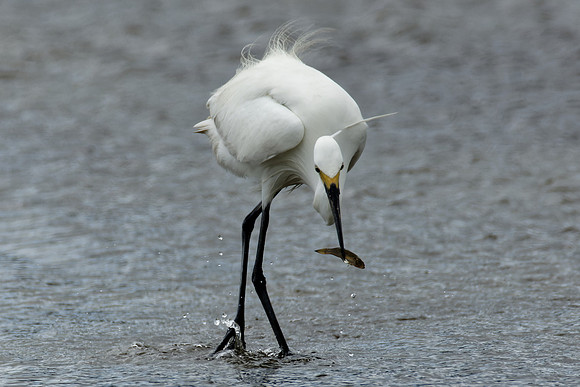 Intermediate Egret fishing