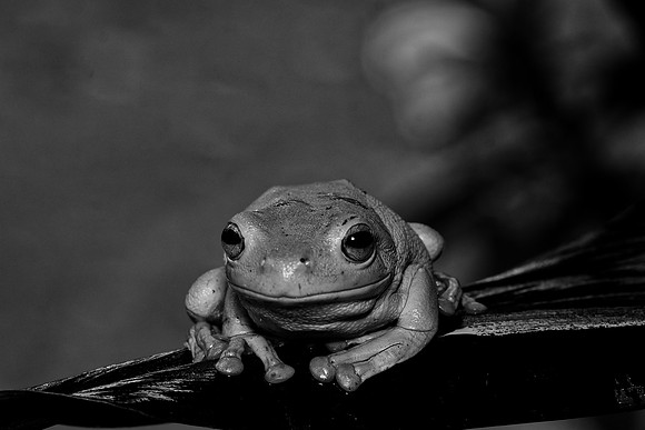 Green Tree Frog