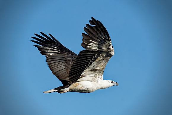 White-bellied Sea-Eagle