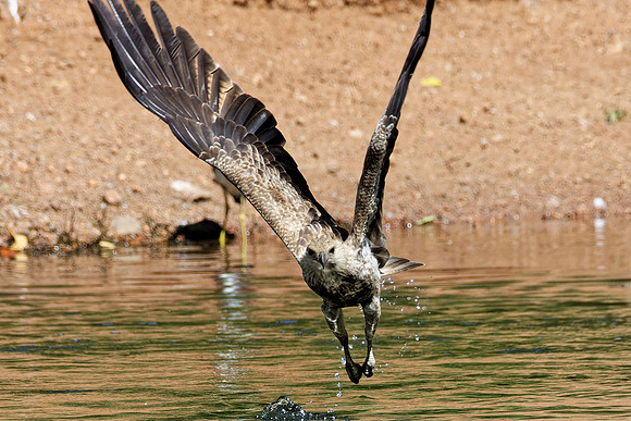 Whistling Kite
