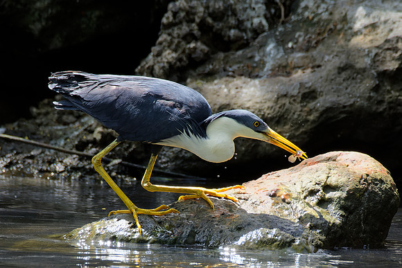 Pied Heron