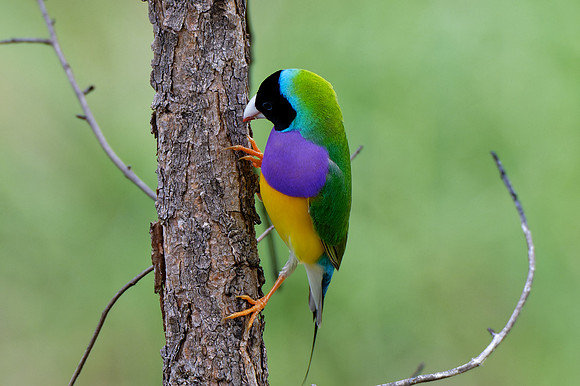 Gouldian Finch
