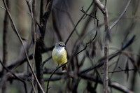 Lemon-bellied Fly-robin