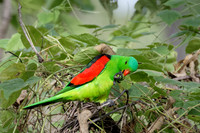 Red-winged Parrot