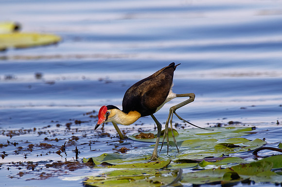 Comb-crested Jacana