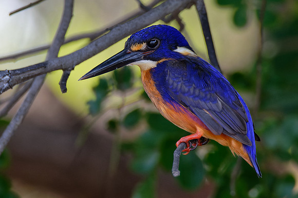 Azure Kingfisher