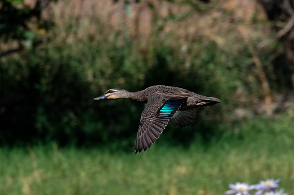 Pacific Black Duck