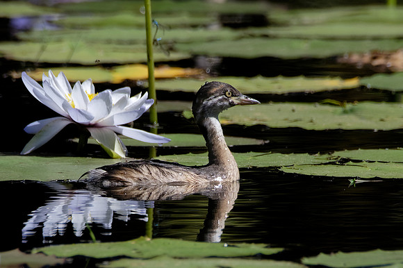 Australasian Grebe