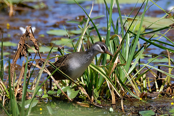 White-browed Crake