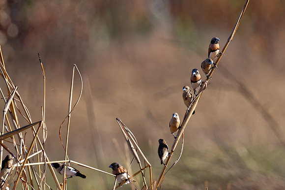 Chestnut-breasted Mannikins