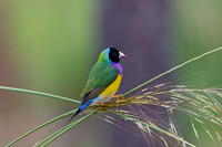 Gouldian Finch