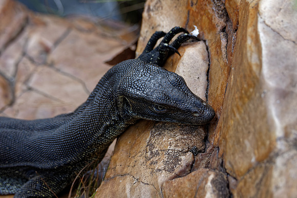 Mertens' Water Monitor