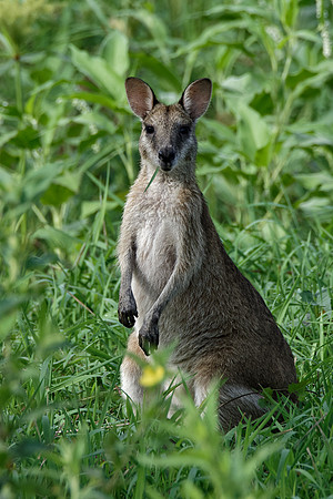 Agile Wallaby