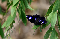 Common Eggfly Butterfly