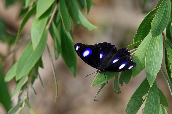 Common Eggfly Butterfly