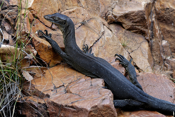 Mertens' Water Monitor