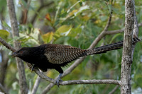Pheasant Coucal