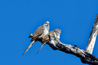 Diamond Doves