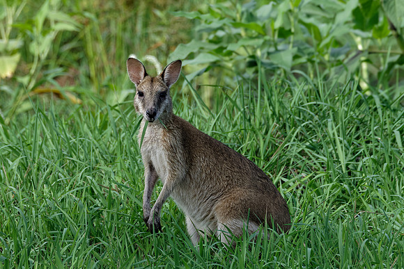 Agile Wallaby