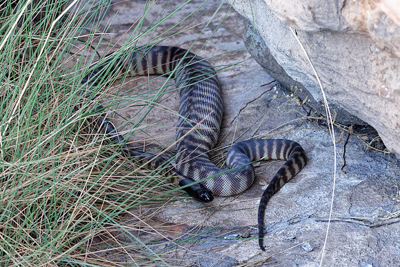 Black-headed Python