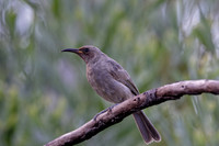 Brown Honeyeater