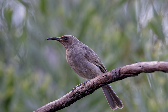 Brown Honeyeater