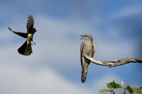 Willie Wagtail Attacking Pallid Cuckoo