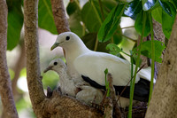Pied Imperial-pigeon