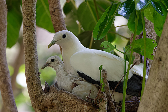 Pied Imperial-pigeon
