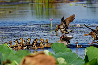 Whistling Ducks