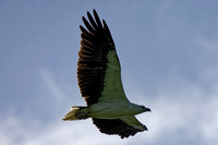 White-bellied Sea-eagle