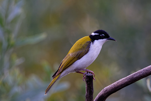 White-throated Honeyeater