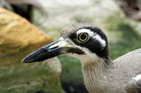 Beach Stone-curlew