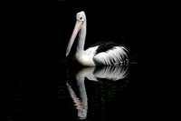 Australian Pelican