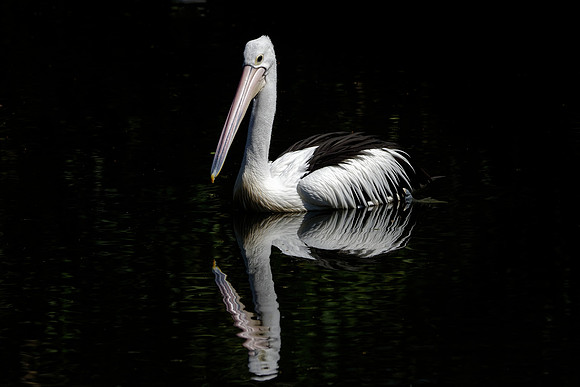 Australian Pelican