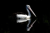 Australian Pelican