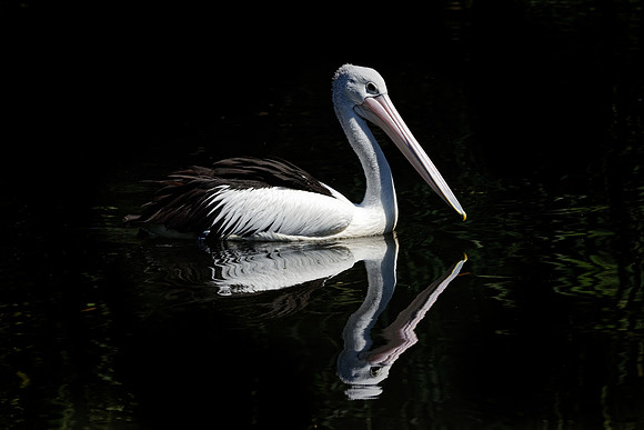 Australian Pelican