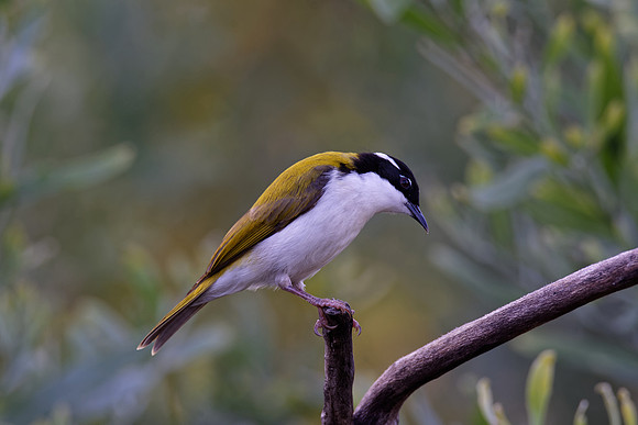 White-throated Honeyeater