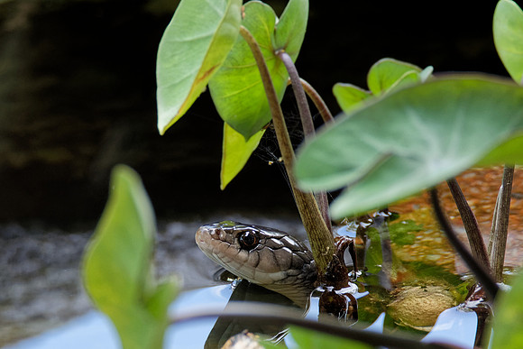 Keelback Snake