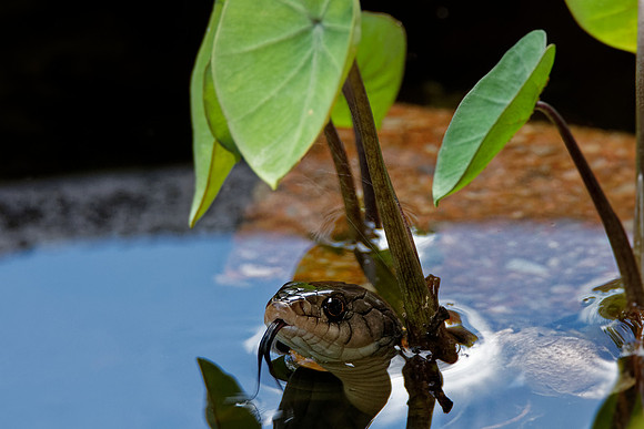 Keelback Snake