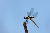 Common Glider Dragonfly