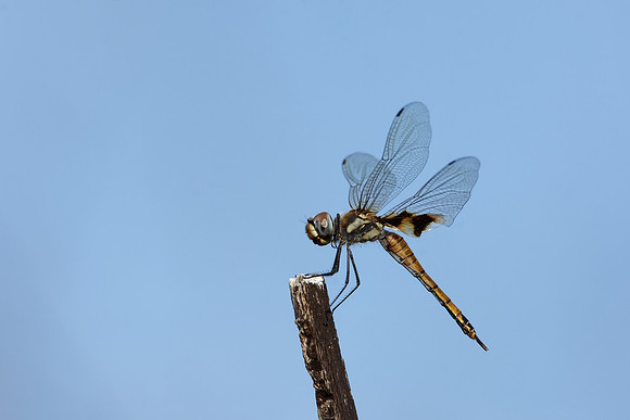 Common Glider Dragonfly