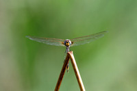 Common Glider Dragonfly